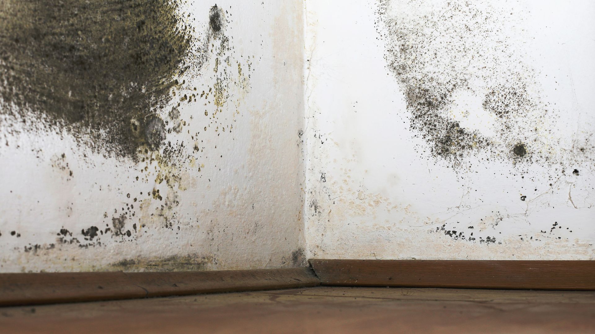 mold in commercial building floor