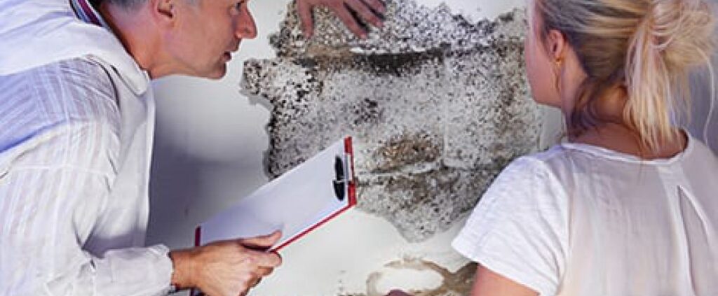 mold removal cost estimate