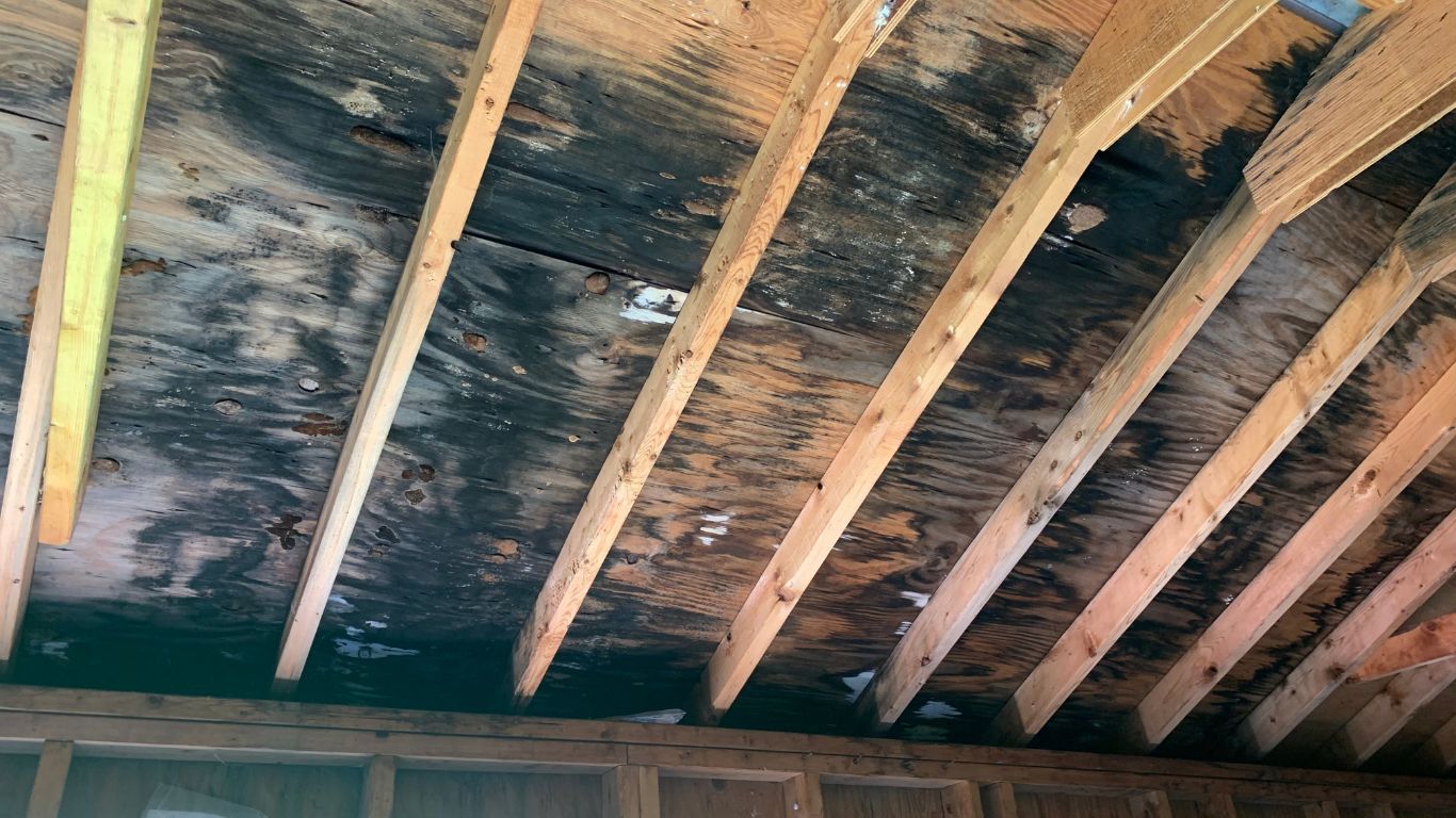 black mold growing on roof
