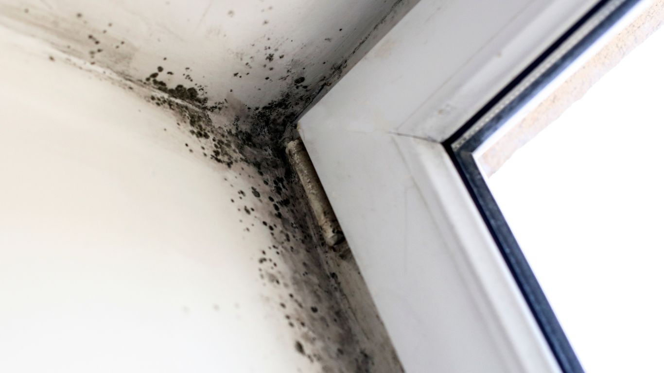 mold exposure in the corner wall