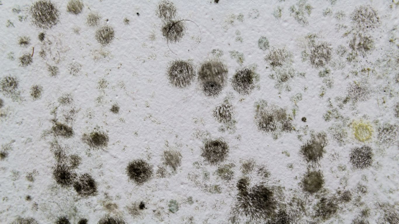 black mold growing on white walls