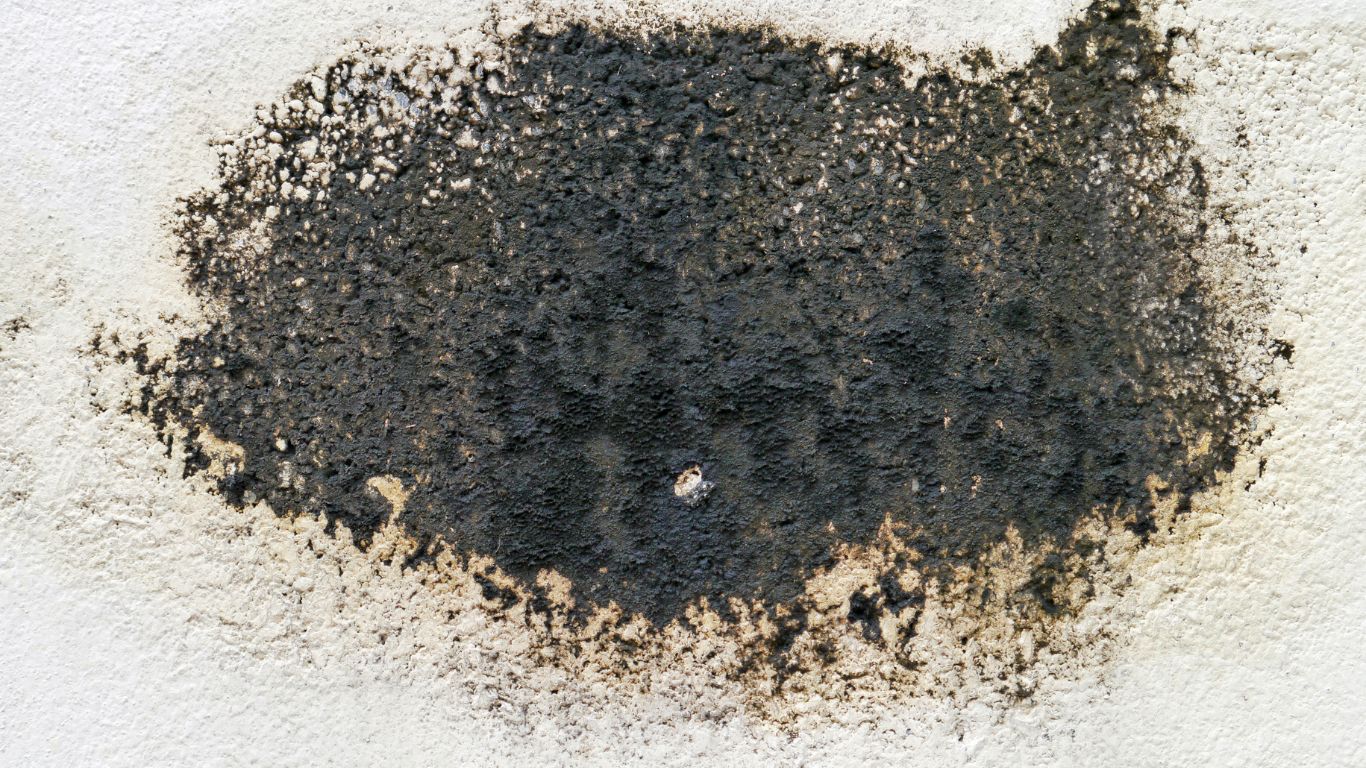 black mold on cement