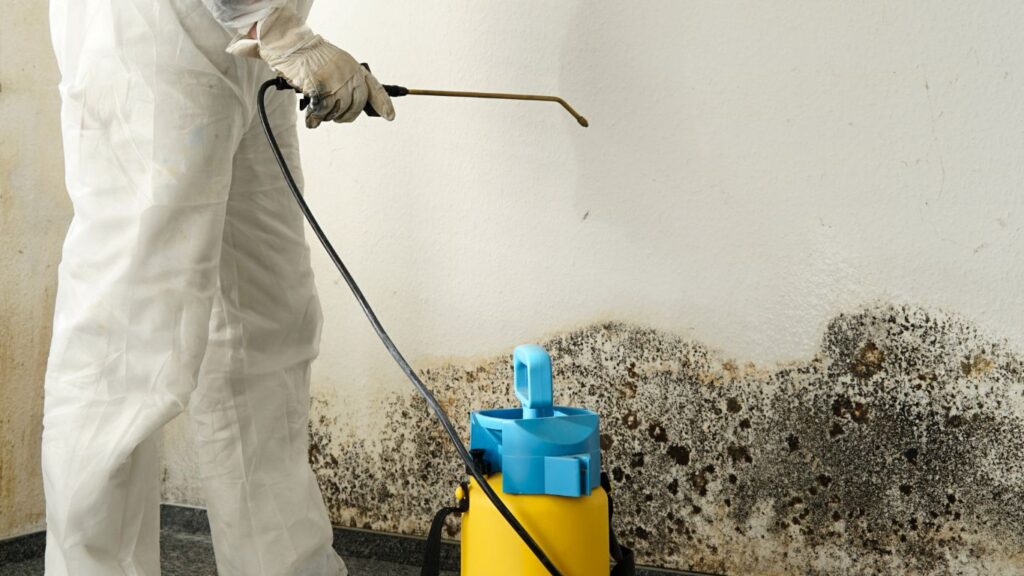 expert removing mold from walls