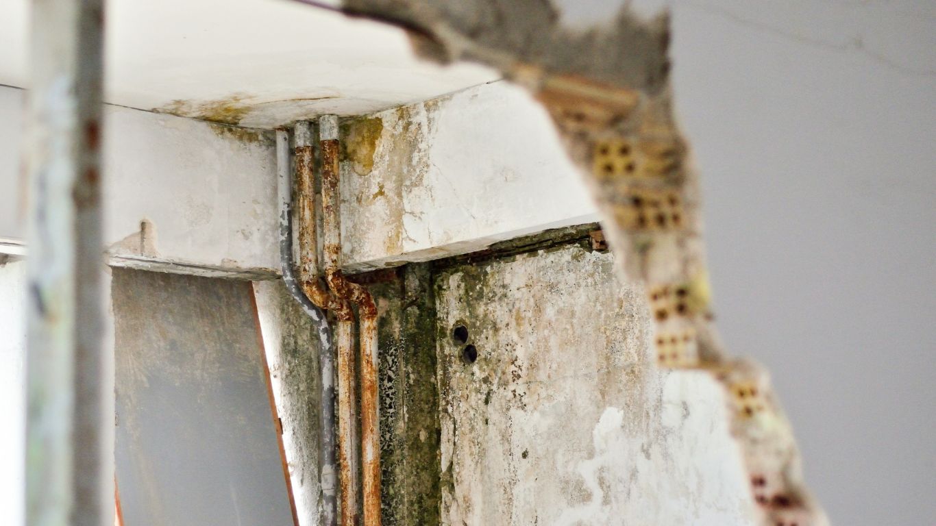 many different types of mold on the basement ceiling