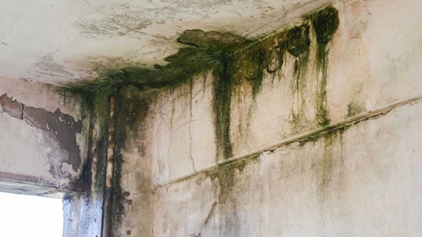 mold dangerously growing on the basement walls
