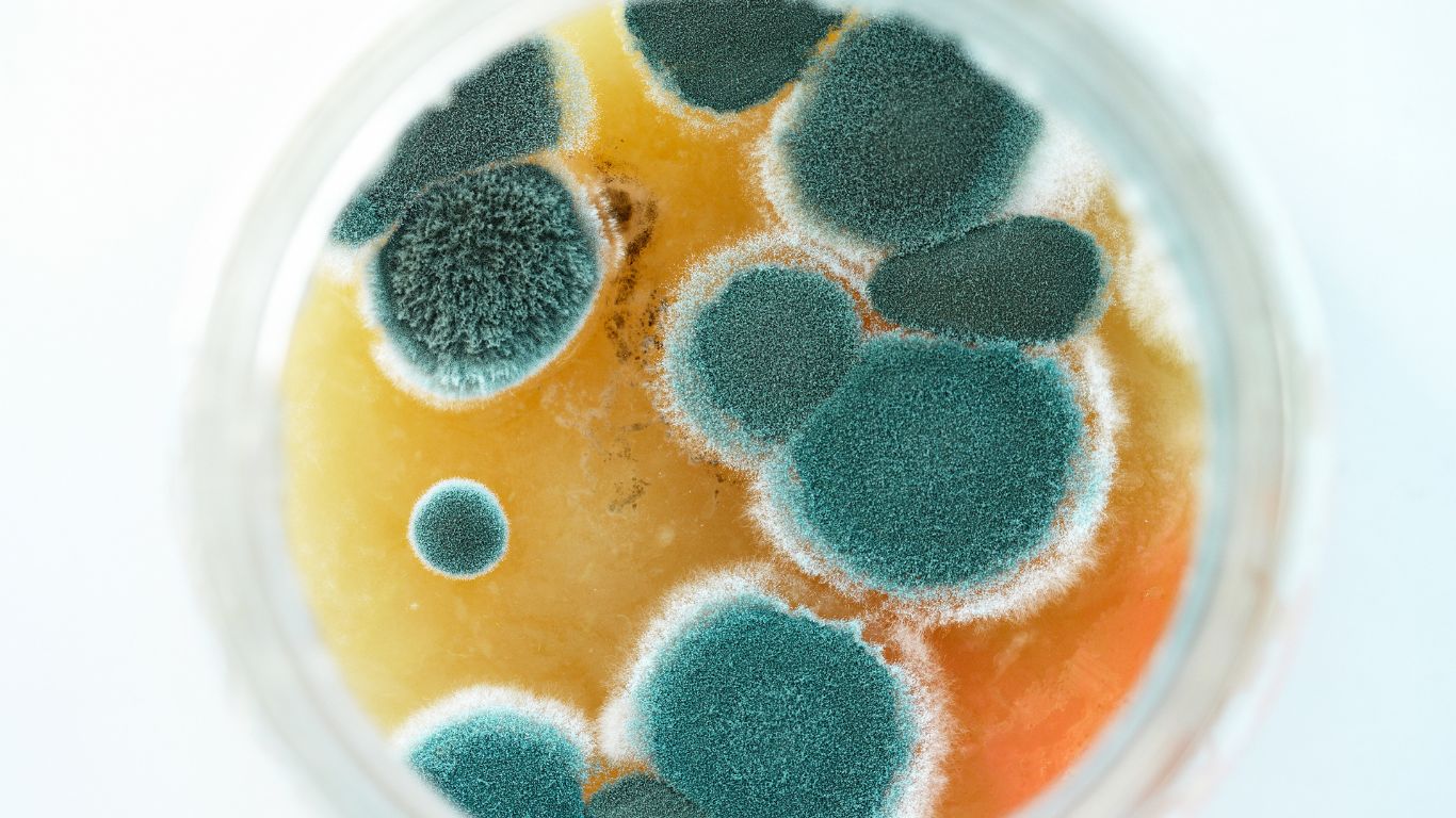 mold growing on a petri dish
