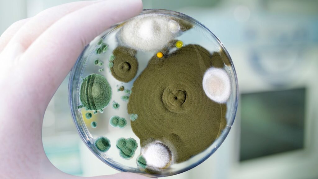 different mold types in a petri dish