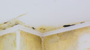 mold growth on white surface