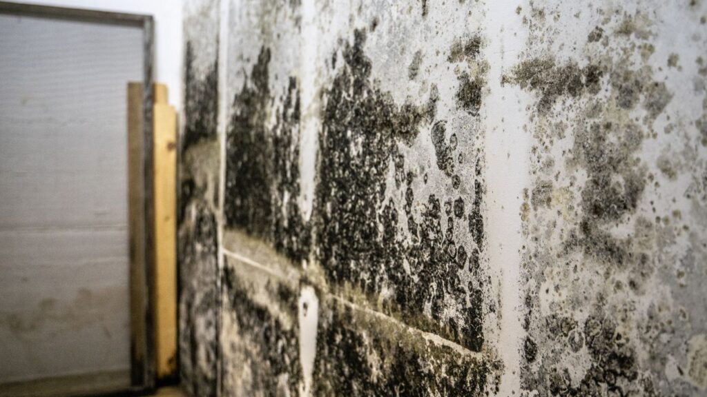 mold on a LA basement wall after heavy rains