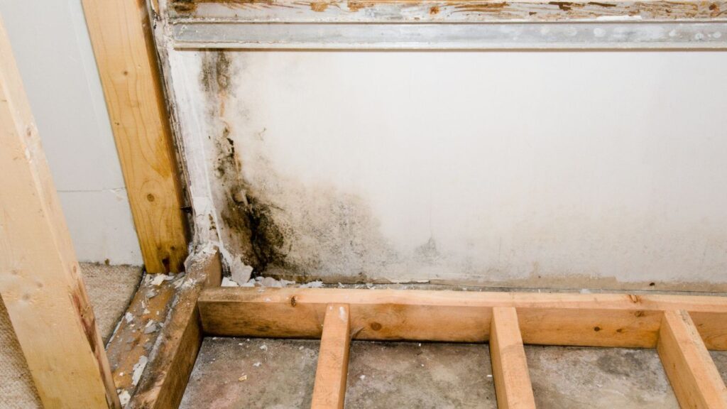 bathroom mold structure damage