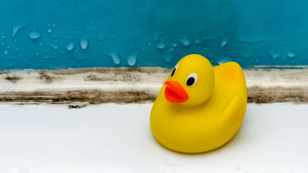 rubber ducky next to bathroom mold