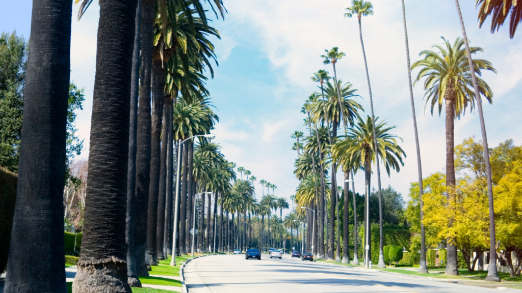 beverly hills road and palm trees