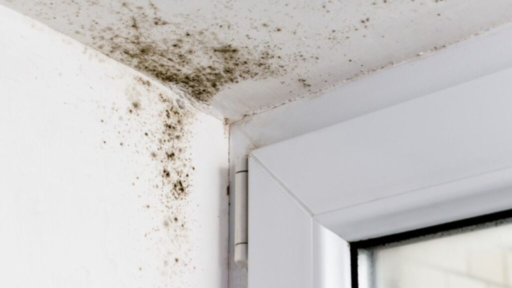 mold growing because of continuous high moisture levels