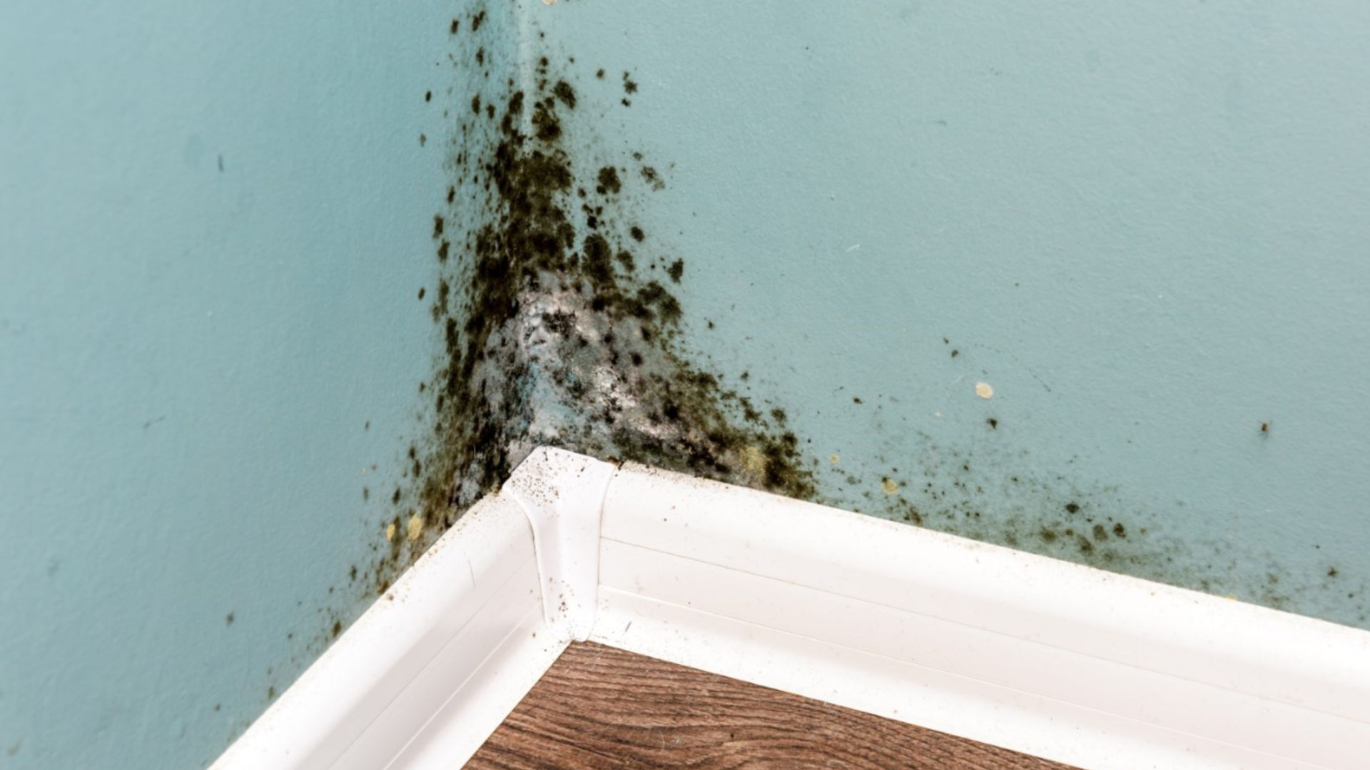 mold growth in the corner of a wall