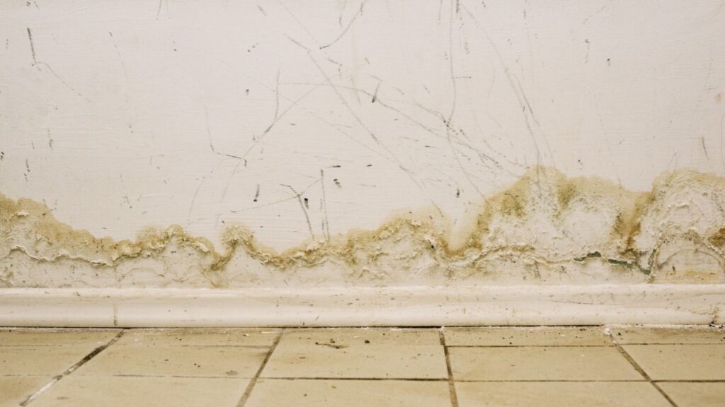 mold growth on walls