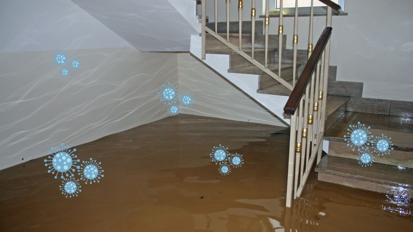 mold spores being created by basemet flooding