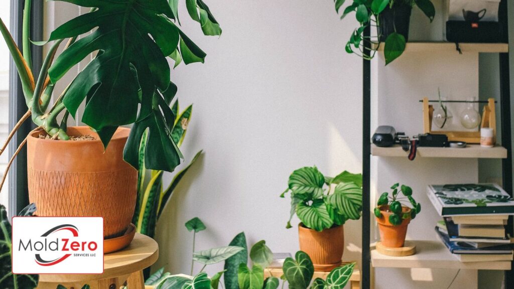 Green Potted Plants for cleaner air