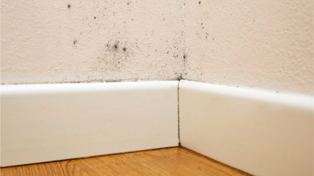 Mold removal Eagle Rock Craftsman home inspection